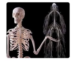 Кто решил, что скелеты страшные? image preview